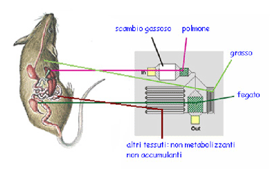 biochip simulante un ratto di 220g