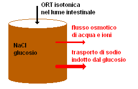 ORT isotonica