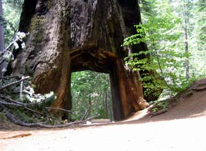 albero di sequoia gigante