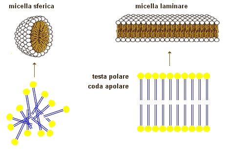 struttura di micelle sferiche e lamellari