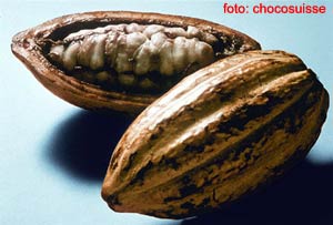 semi di cacao