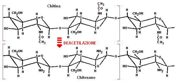 struttura molecolare della chitina e del chitosano