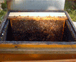 apicoltura Lazio
