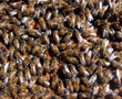 apicoltura Lazio