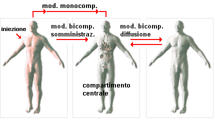 confronto fra il modello monocompartientale e bicompartimentale