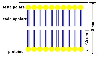 struttura chimica della membrana cellulare