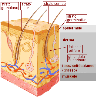 struttura dell'epidermide
