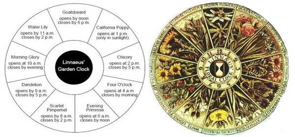 orologio floreale di Linnaeus