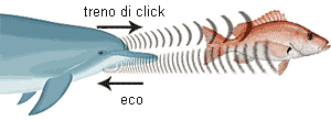 ecolocalizzazione delfini