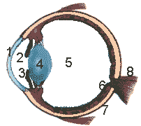 struttura anatomica dell'occhio